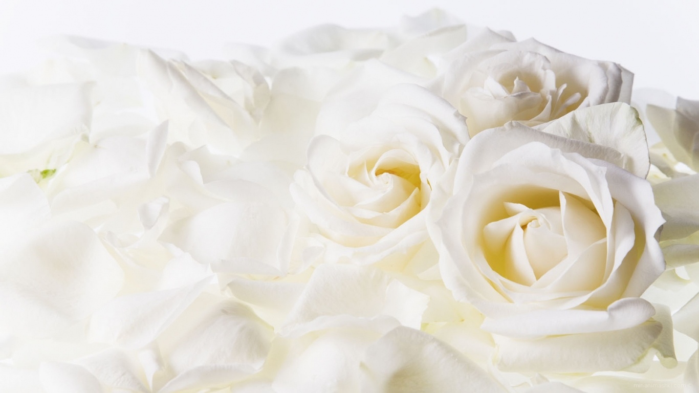 Белые розы на 8 марта - C 8 марта поздравительные картинки