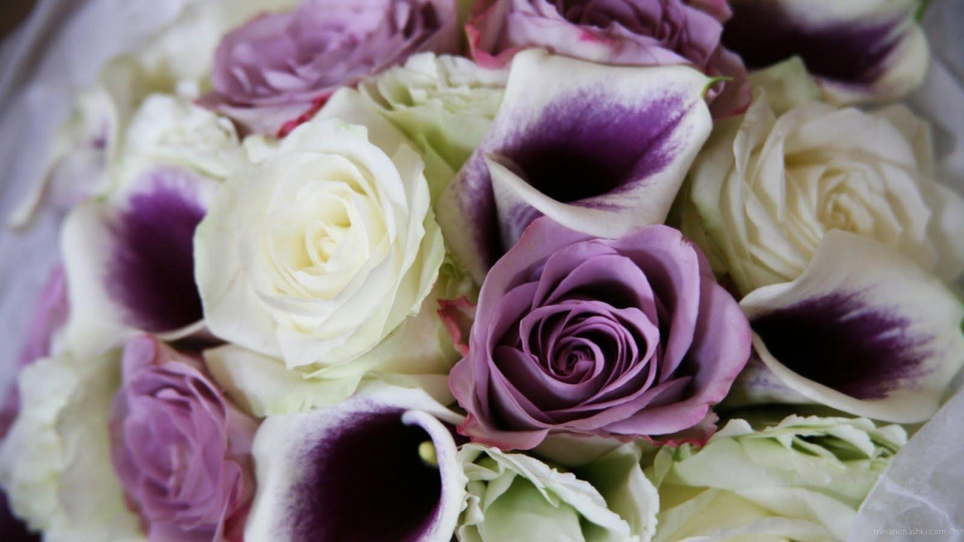 Фиолетовые розы в красивом букете на восьмое марта - C 8 марта поздравительные картинки
