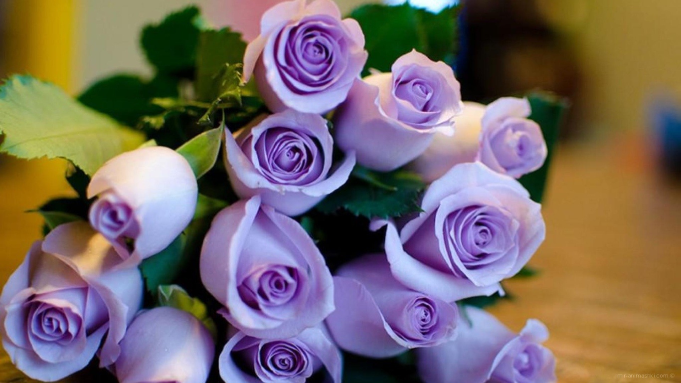 Фиолетовые розы в букете на восьмое марта - C 8 марта поздравительные картинки