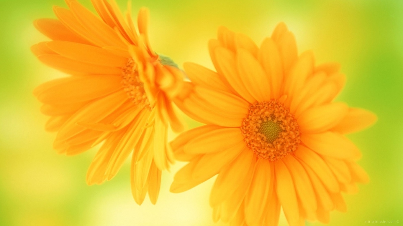 Желтые цветы в подарок любимой - C 8 марта поздравительные картинки