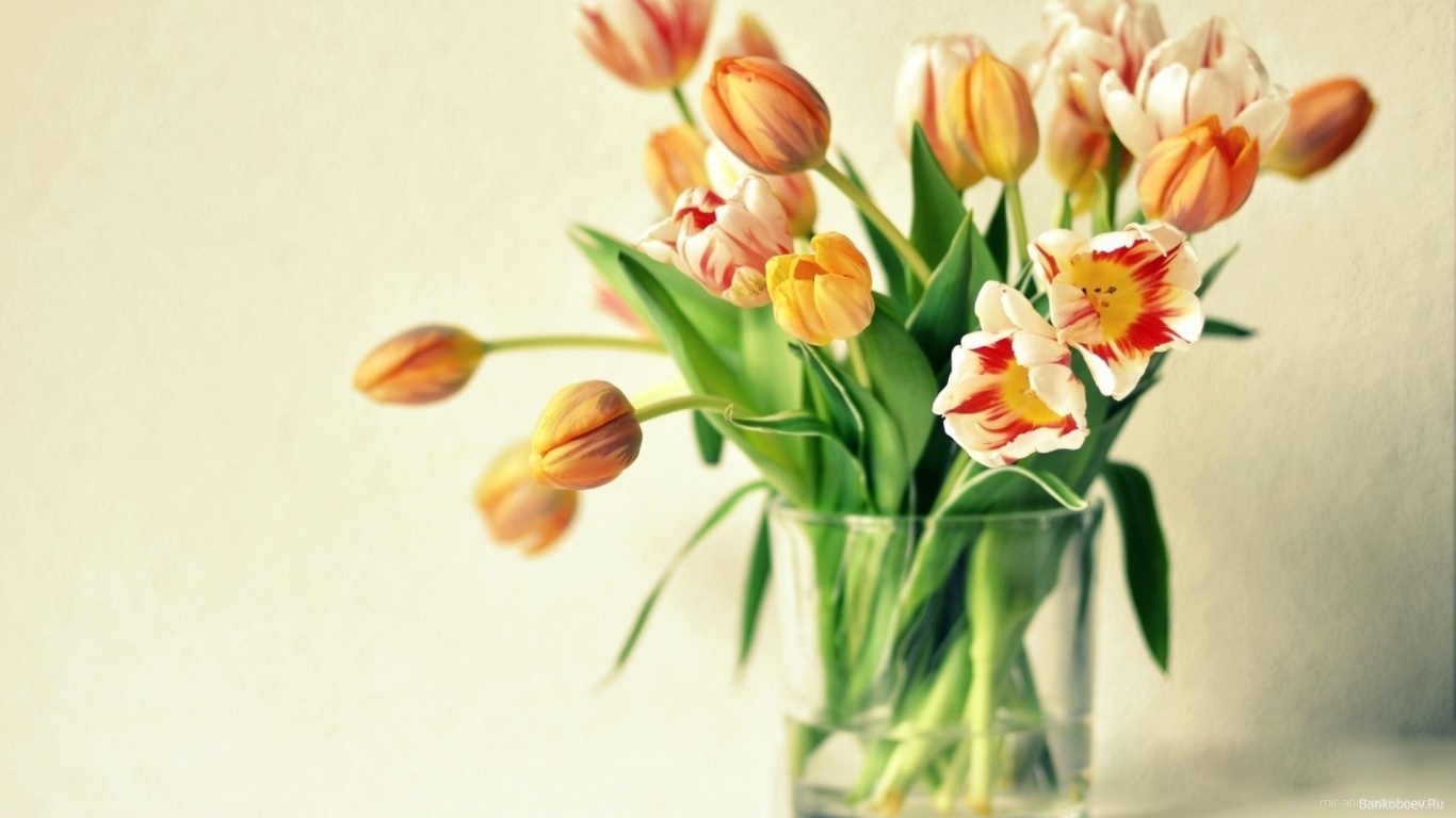 Жёлтые тюльпаны в подарок на восьмое марта - C 8 марта поздравительные картинки
