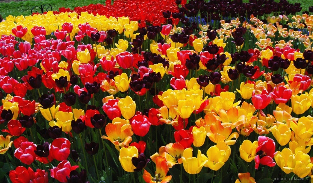 Поле тюльпанов на 8 марта - C 8 марта поздравительные картинки