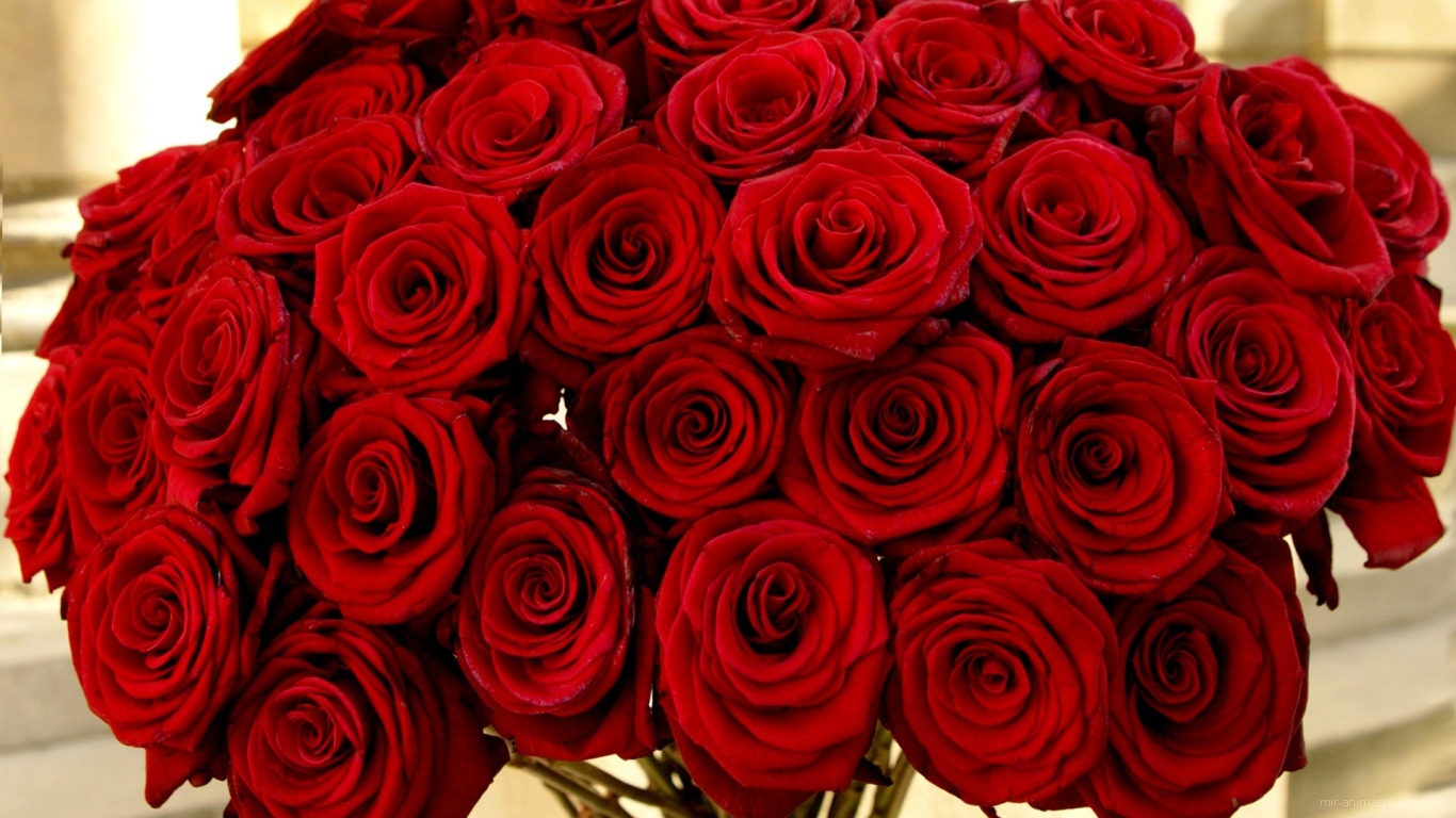 Нарядный букет красных роз на 8 марта - C 8 марта поздравительные картинки