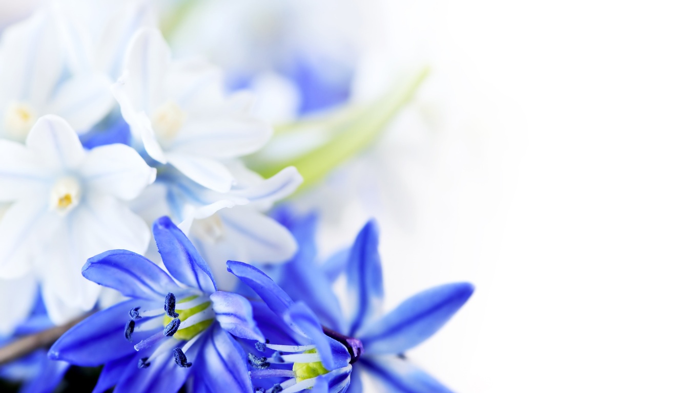 Великолепные цветы на 8 марта - C 8 марта поздравительные картинки