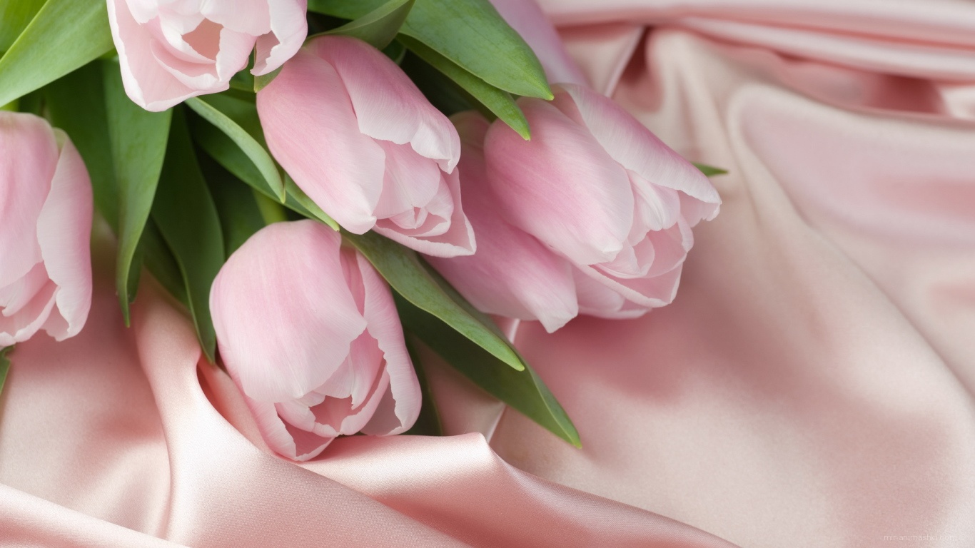 Тюльпаны и шелк на 8 марта - C 8 марта поздравительные картинки
