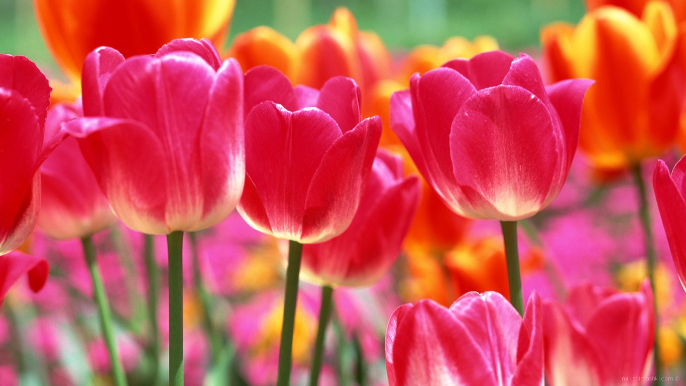 Тюльпаны на 8 марта - C 8 марта поздравительные картинки
