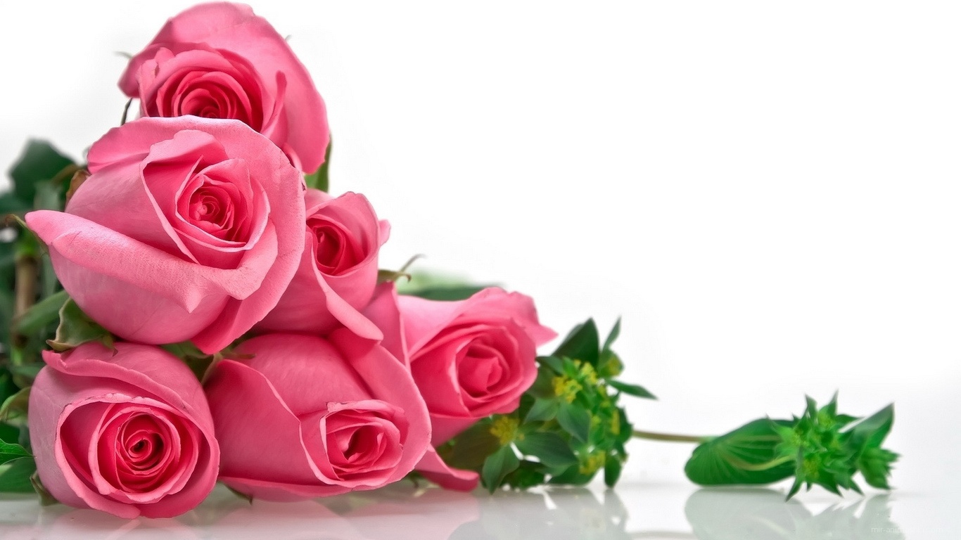 Розовые розы на 8 марта - C 8 марта поздравительные картинки