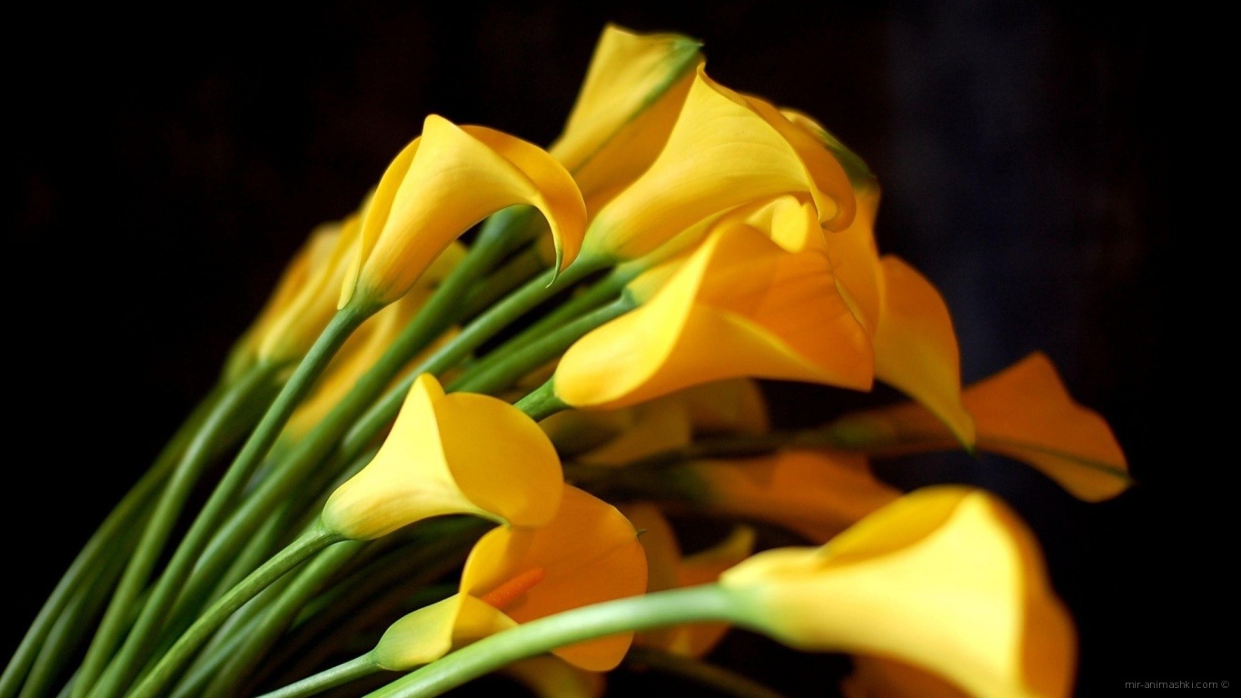 Жёлтые каллы на чёрном фоне для девушки на восьмое марта - C 8 марта поздравительные картинки
