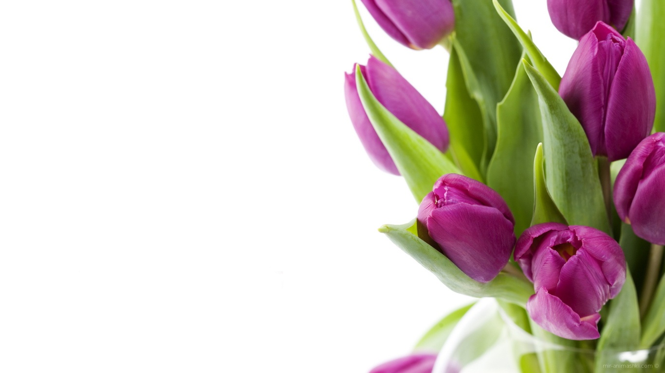 Нежные цветы на 8 марта - C 8 марта поздравительные картинки