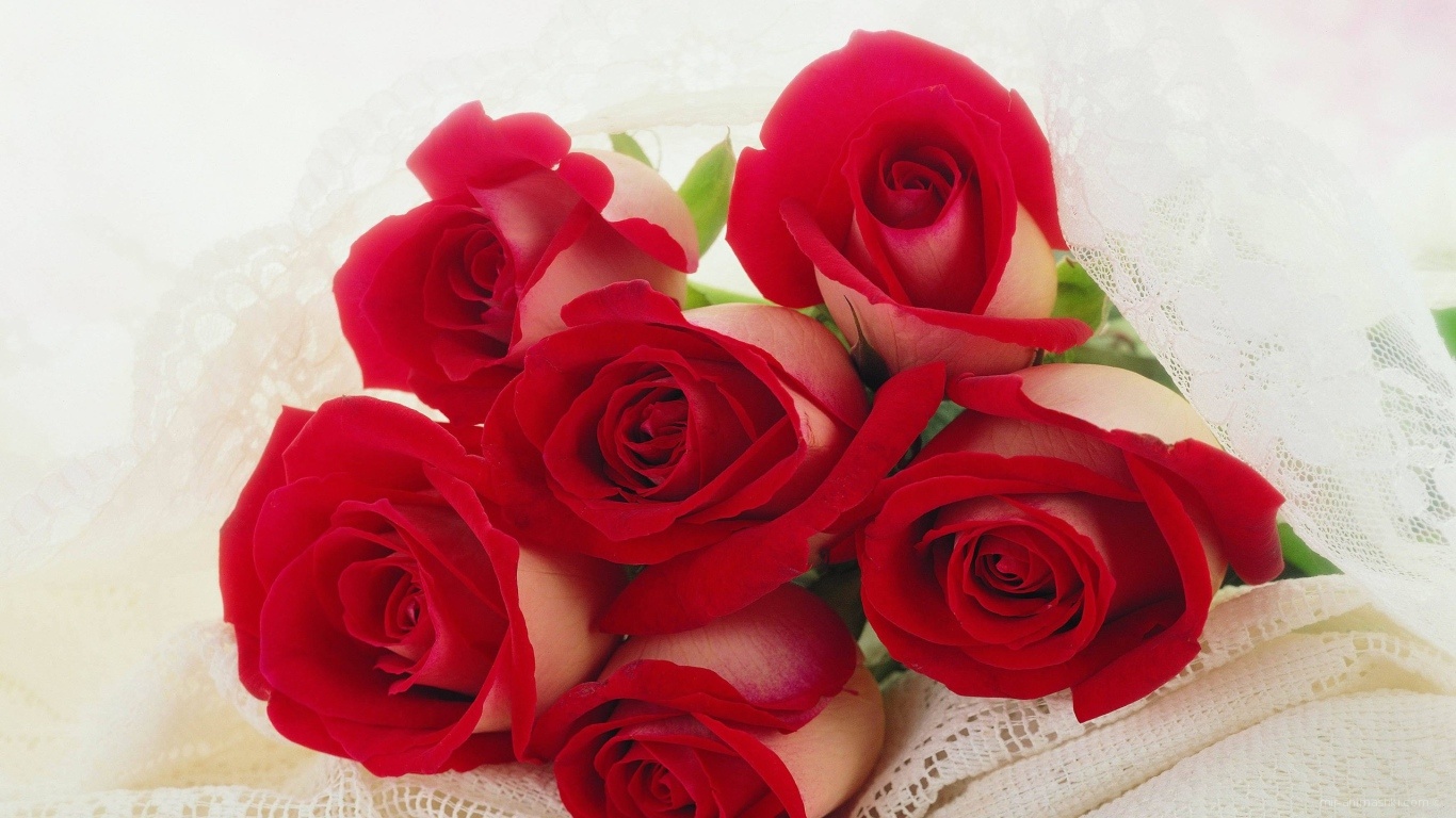 Красные розы на 8 марта для любимой - C 8 марта поздравительные картинки