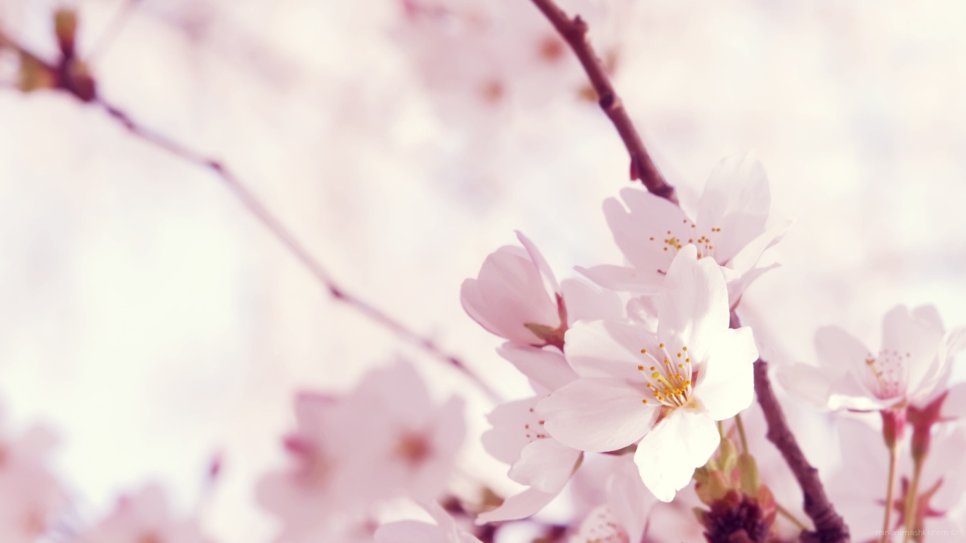 Цветок сакуры на 8 марта - C 8 марта поздравительные картинки