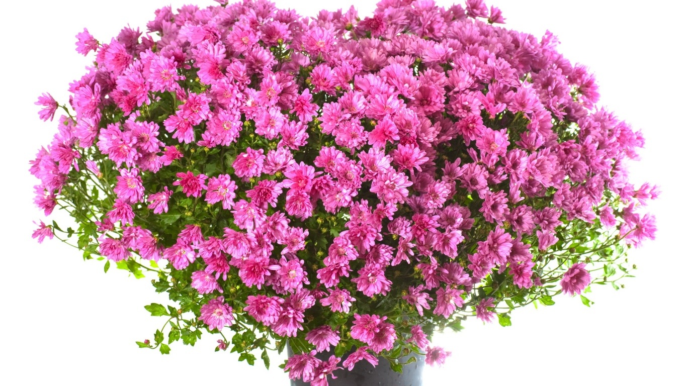 Огромный букет розовых цветов девушке на  8 марта - C 8 марта поздравительные картинки