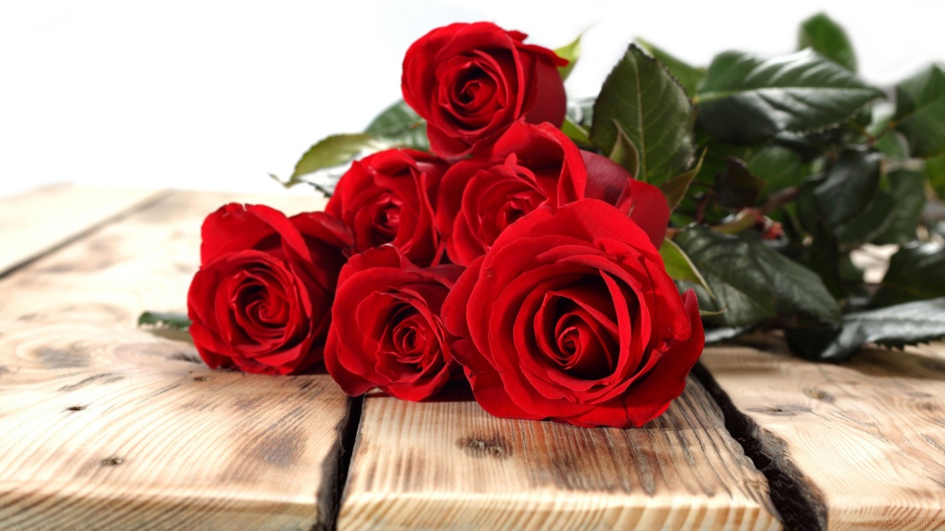 Красные розы на 8 марта на дереве - C 8 марта поздравительные картинки
