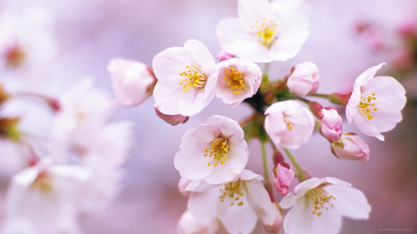 Цветы вишни на 8 марта - C 8 марта поздравительные картинки