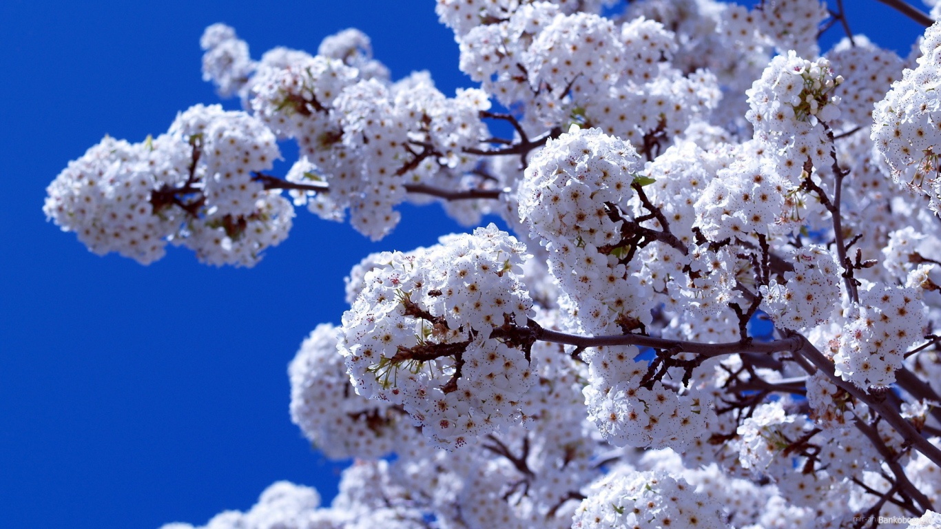 Весеннее цветение на 8 марта - C 8 марта поздравительные картинки