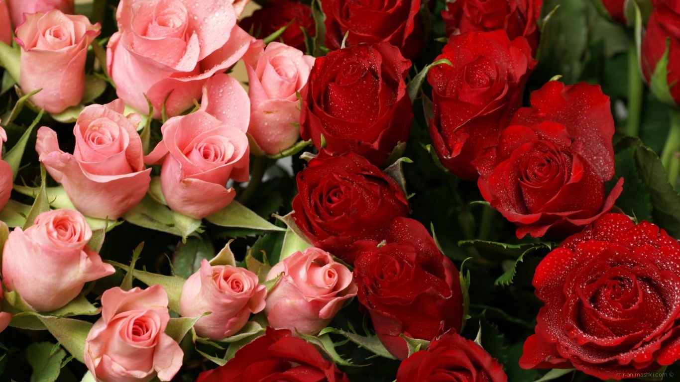 Красные розы на 8 марта в букете с розовыми - C 8 марта поздравительные картинки