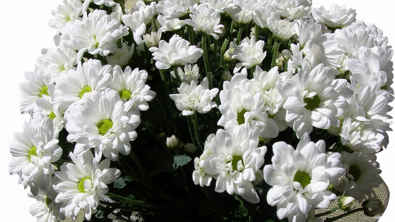 Букет из белых хризантем на 8 марта - C 8 марта поздравительные картинки