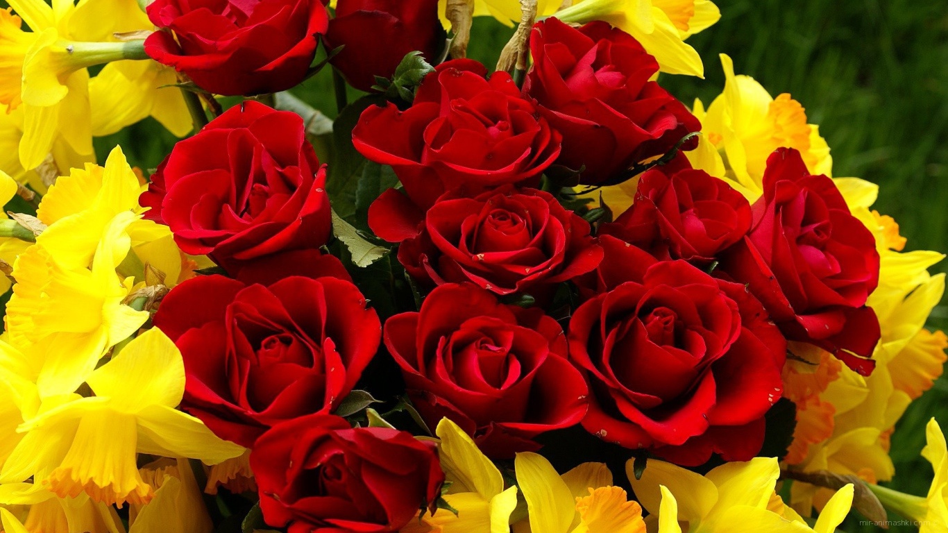 Красные розы на 8 марта с нарциссами - C 8 марта поздравительные картинки