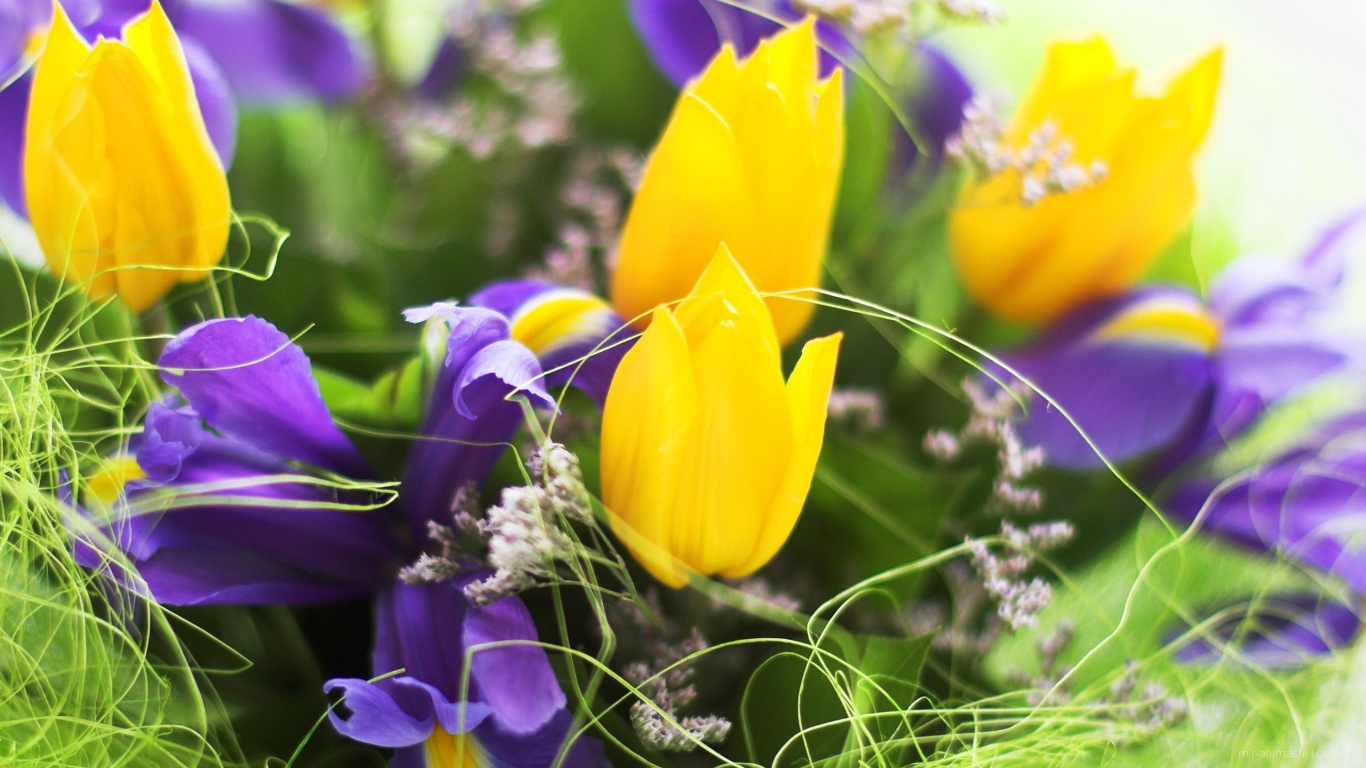 Весенние цветы на 8 марта - C 8 марта поздравительные картинки