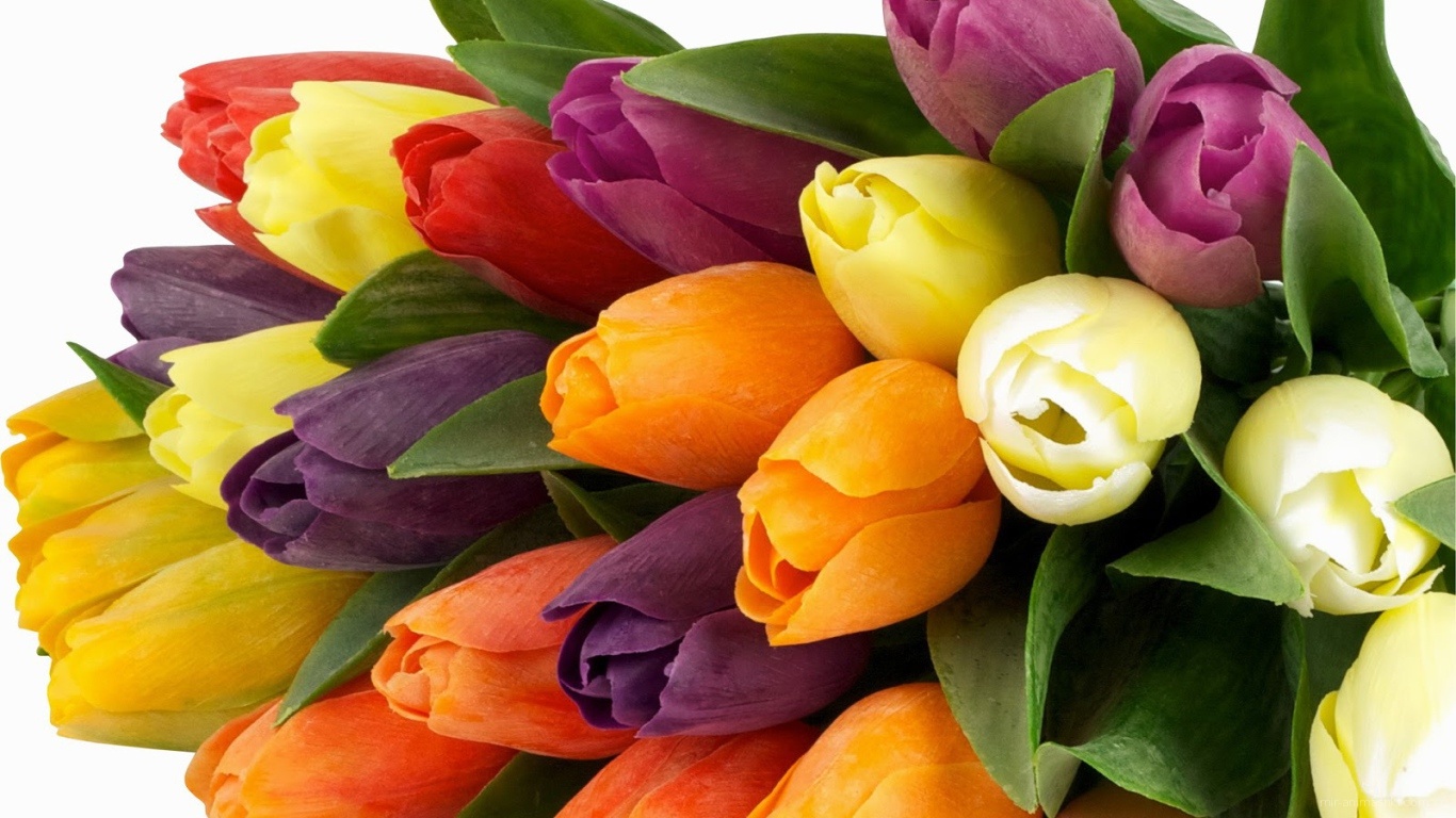 Букет из разноцветных тюльпанов на 8 марта - C 8 марта поздравительные картинки