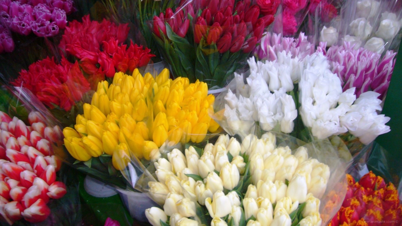 Букеты красивых тюльпанов на 8 марта - C 8 марта поздравительные картинки