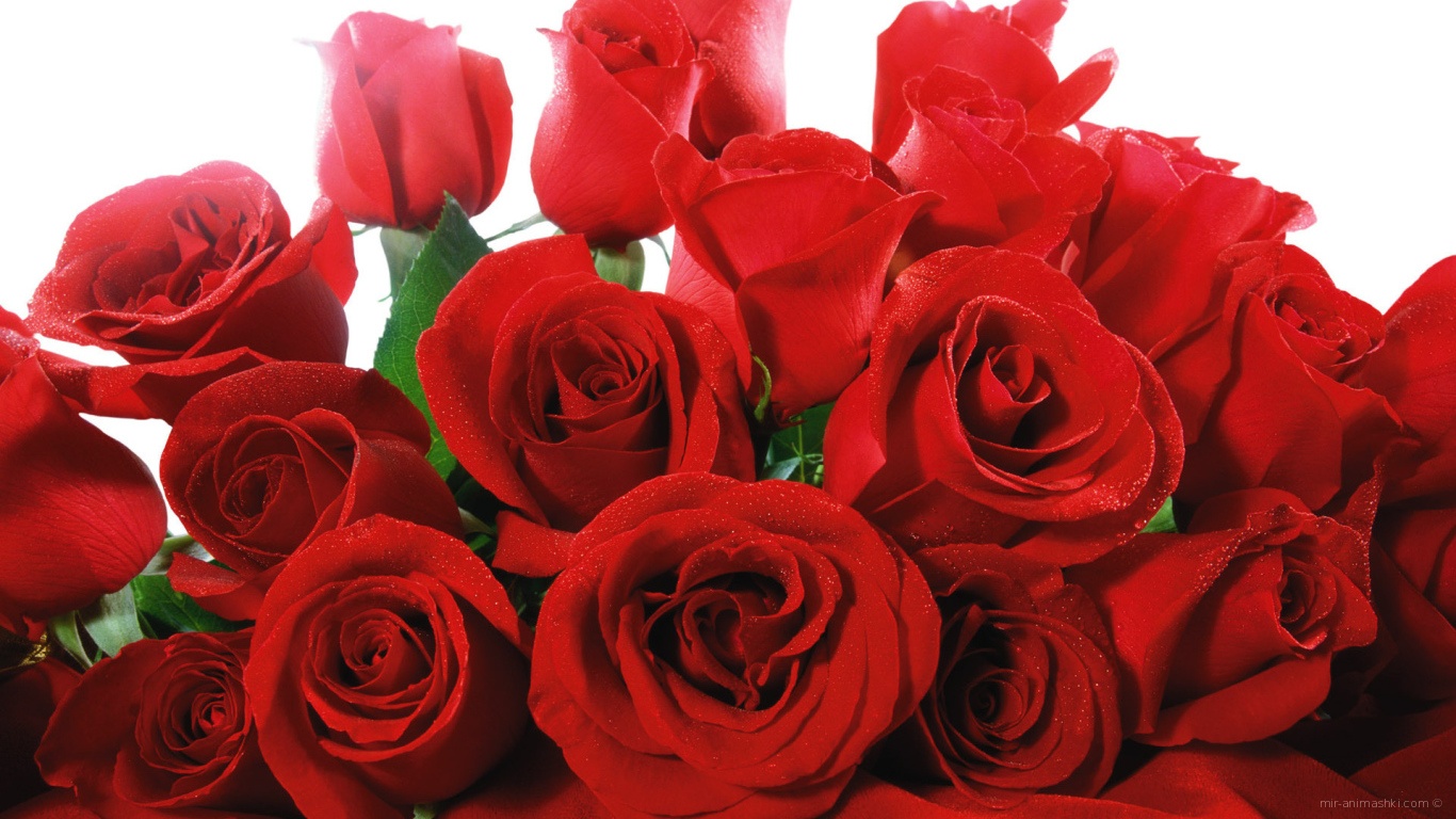 Роскошный букет красных роз на 8 марта - C 8 марта поздравительные картинки