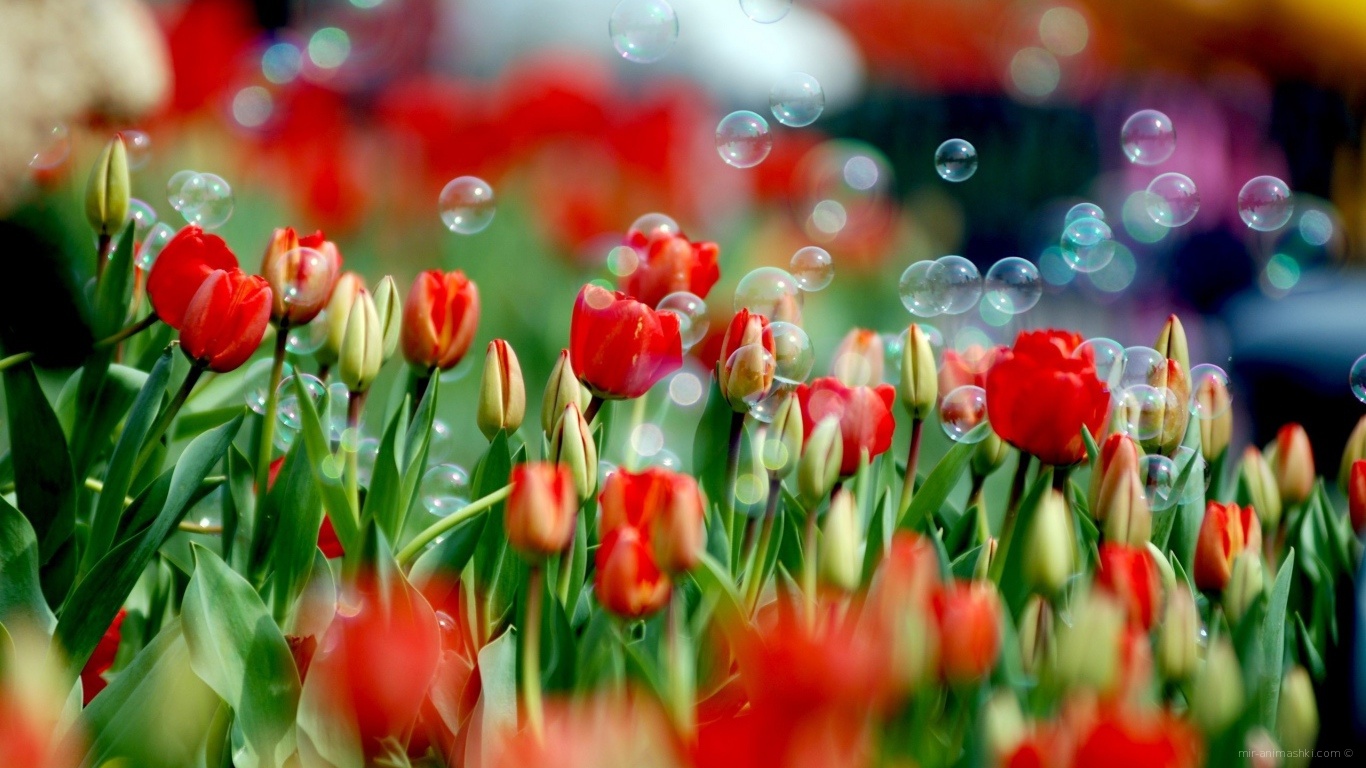 Мыльные пузыри на красных тюльпанах к 8 марта - C 8 марта поздравительные картинки