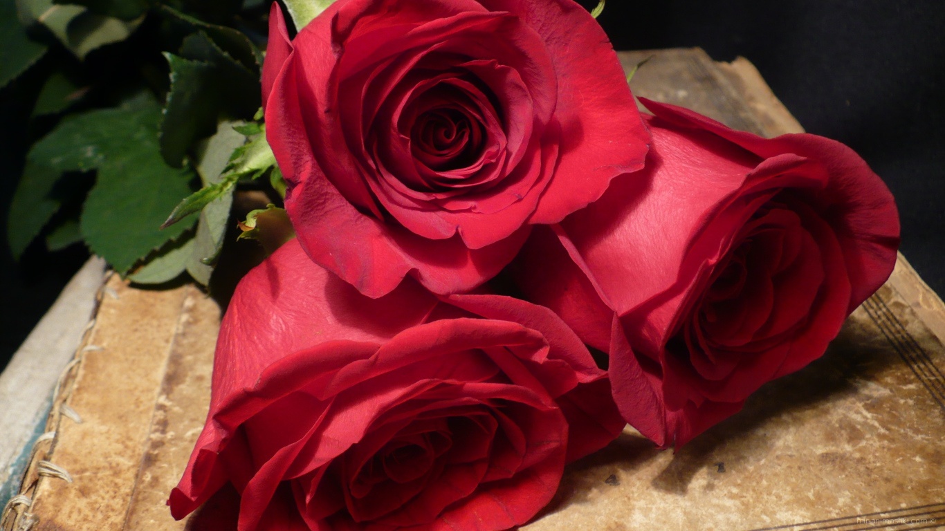 Красные розы на 8 марта для лучшей девушки - C 8 марта поздравительные картинки