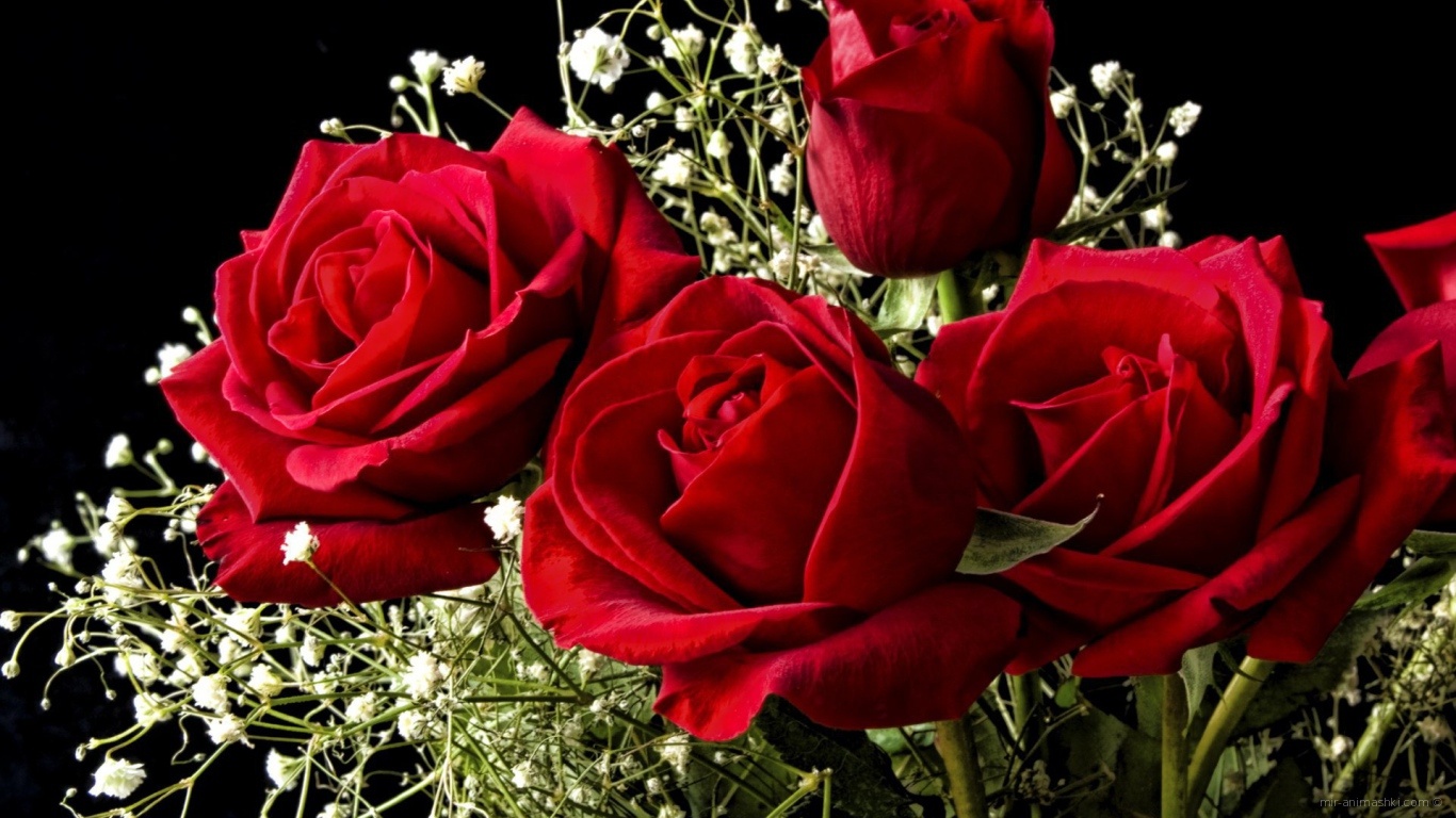 Красные розы на 8 марта на черном фоне - C 8 марта поздравительные картинки
