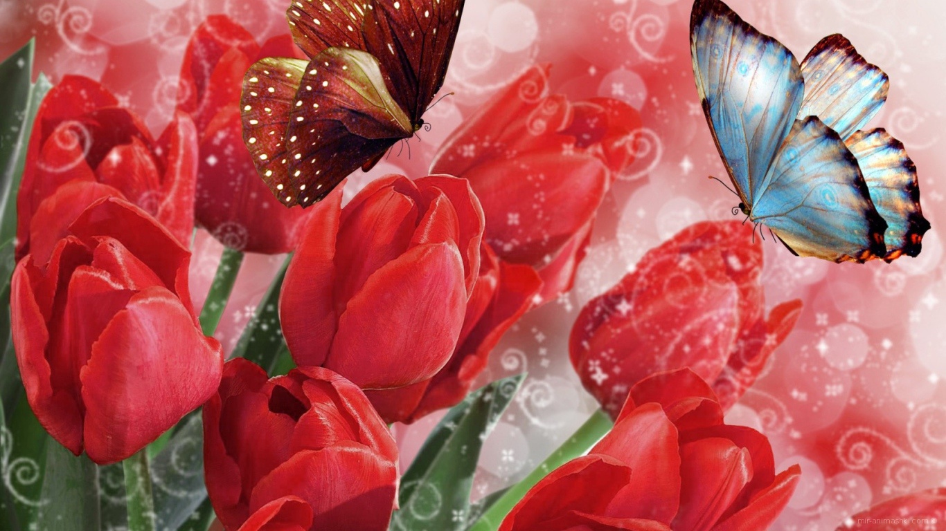 Бабочки на тюльпанах на 8 марта - C 8 марта поздравительные картинки