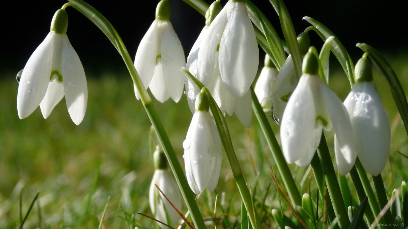 Белые первоцветы в букет для любимой на 8 марта - C 8 марта поздравительные картинки