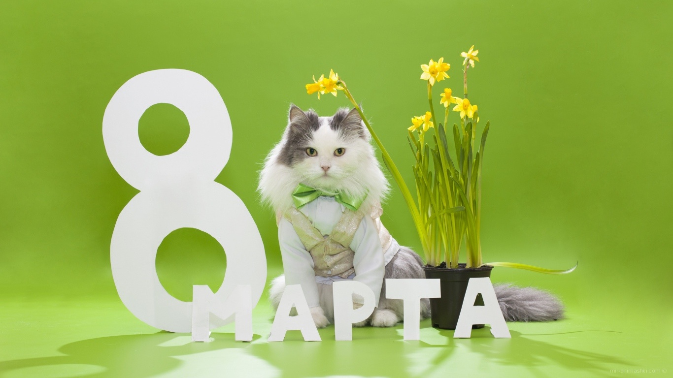 Мартовский кот с букетом для любимой - C 8 марта поздравительные картинки