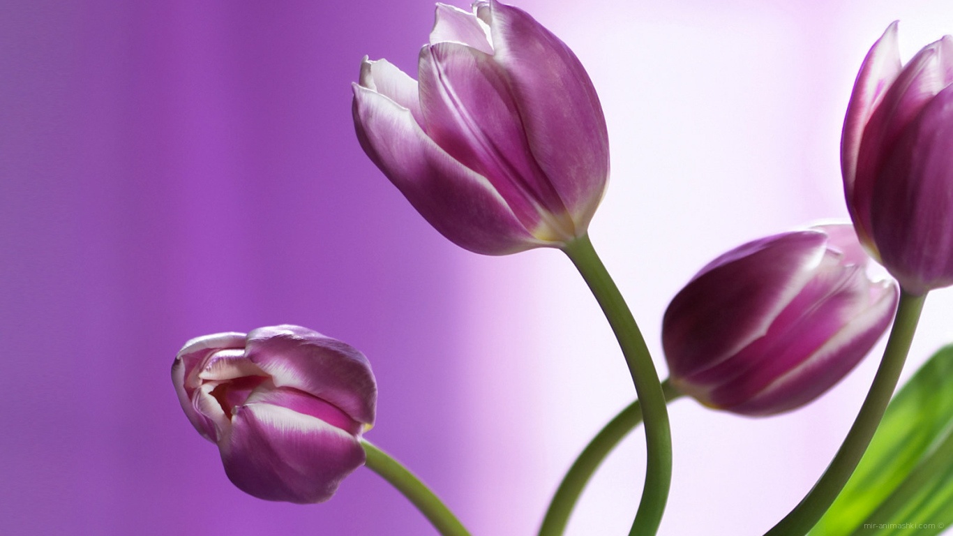 Букет из фиолетовых тюльпанов для девушки на 8 марта - C 8 марта поздравительные картинки
