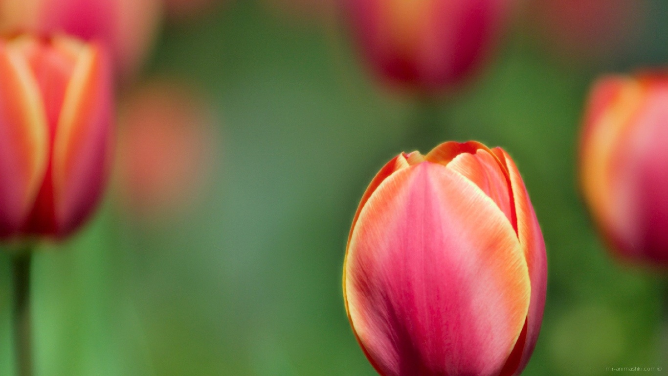 Цветы тюльпаны на 8 марта - C 8 марта поздравительные картинки