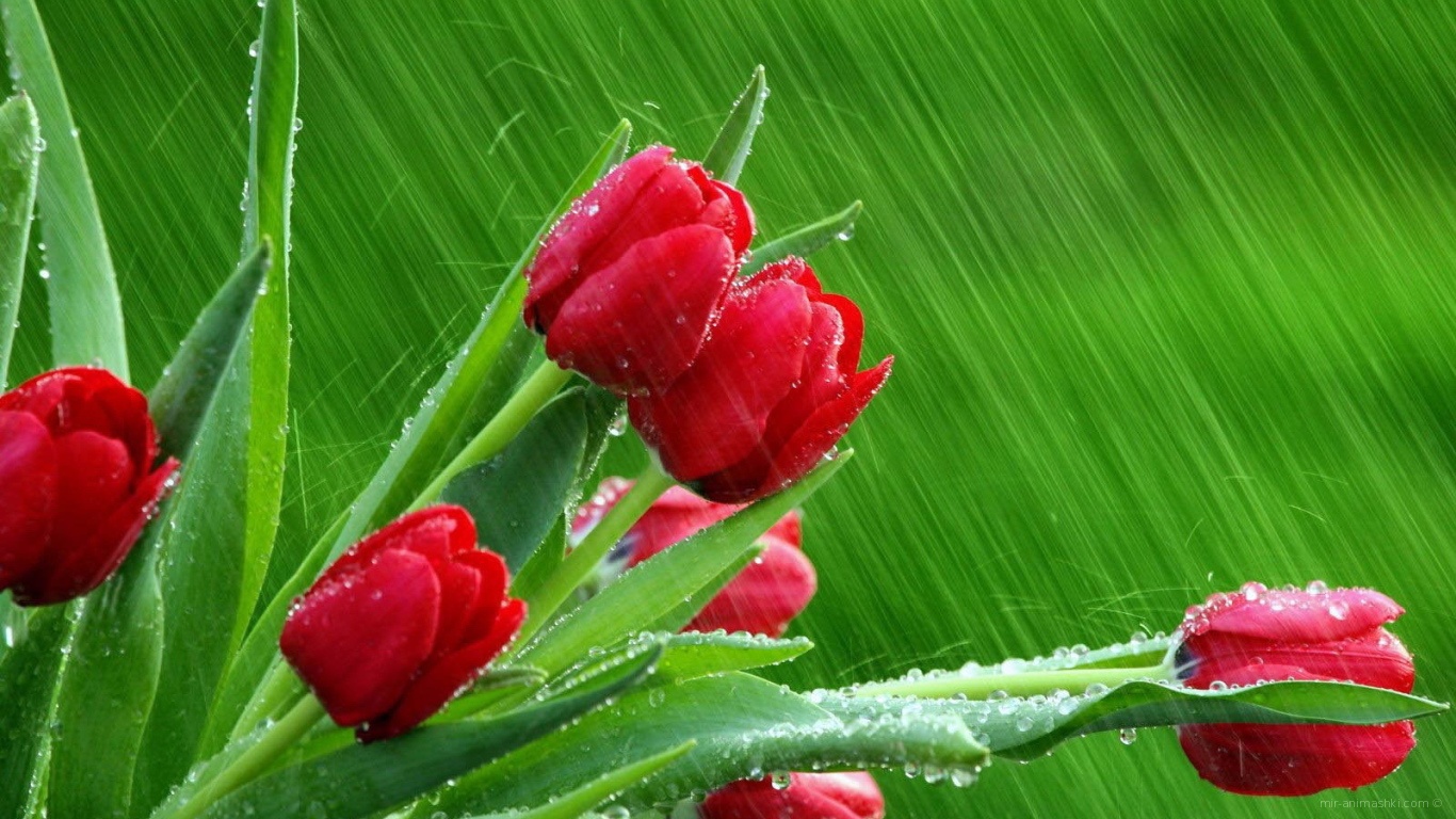 Букет красных тюльпанов под дождем на 8 марта - C 8 марта поздравительные картинки