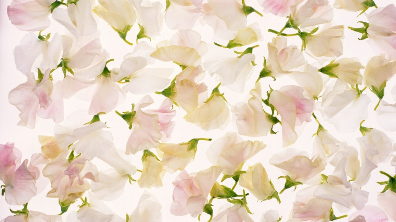 Лепестки белых цветов на 8 марта - C 8 марта поздравительные картинки