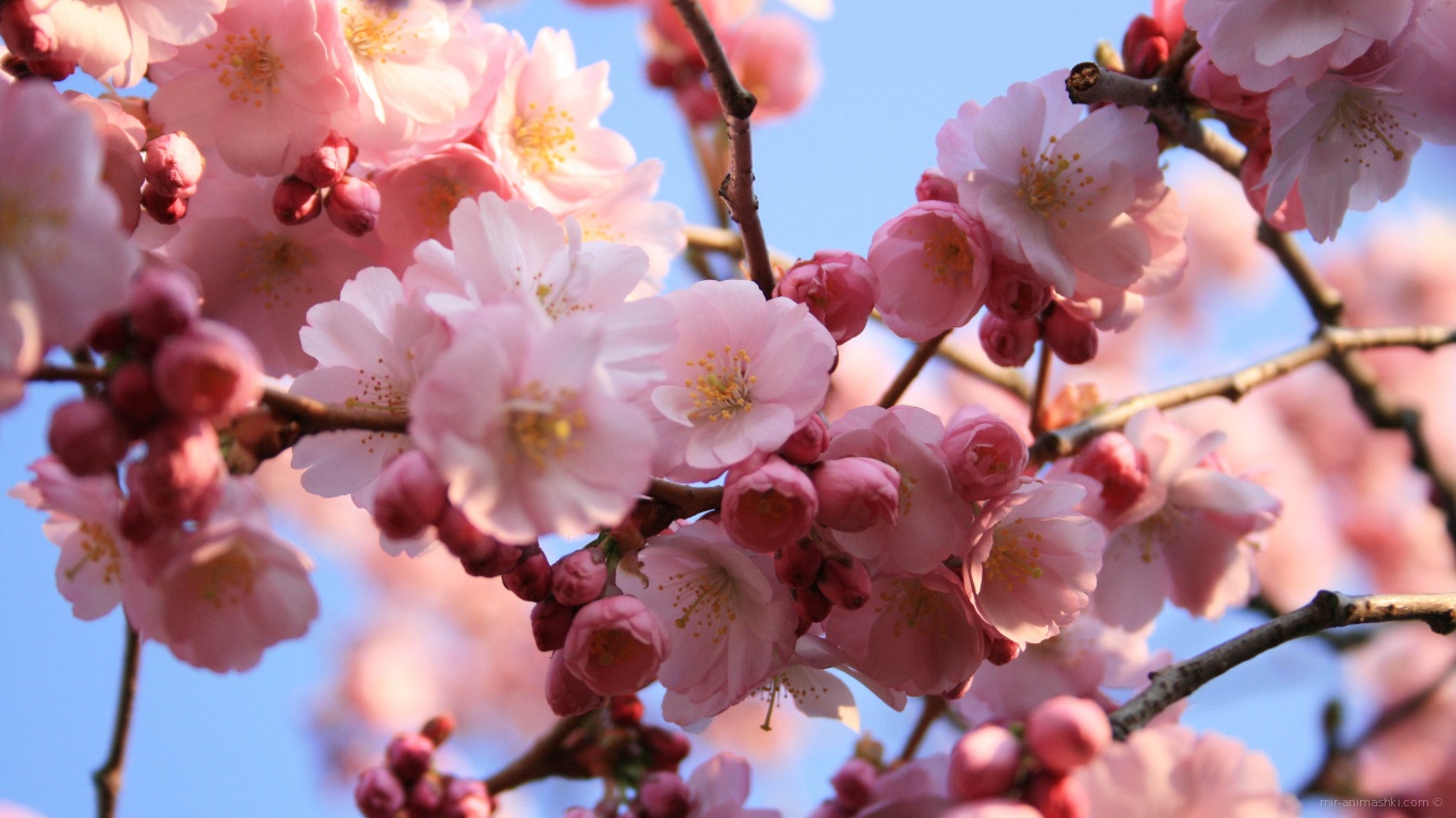 Розовые цветы на деревьях на 8 марта - C 8 марта поздравительные картинки