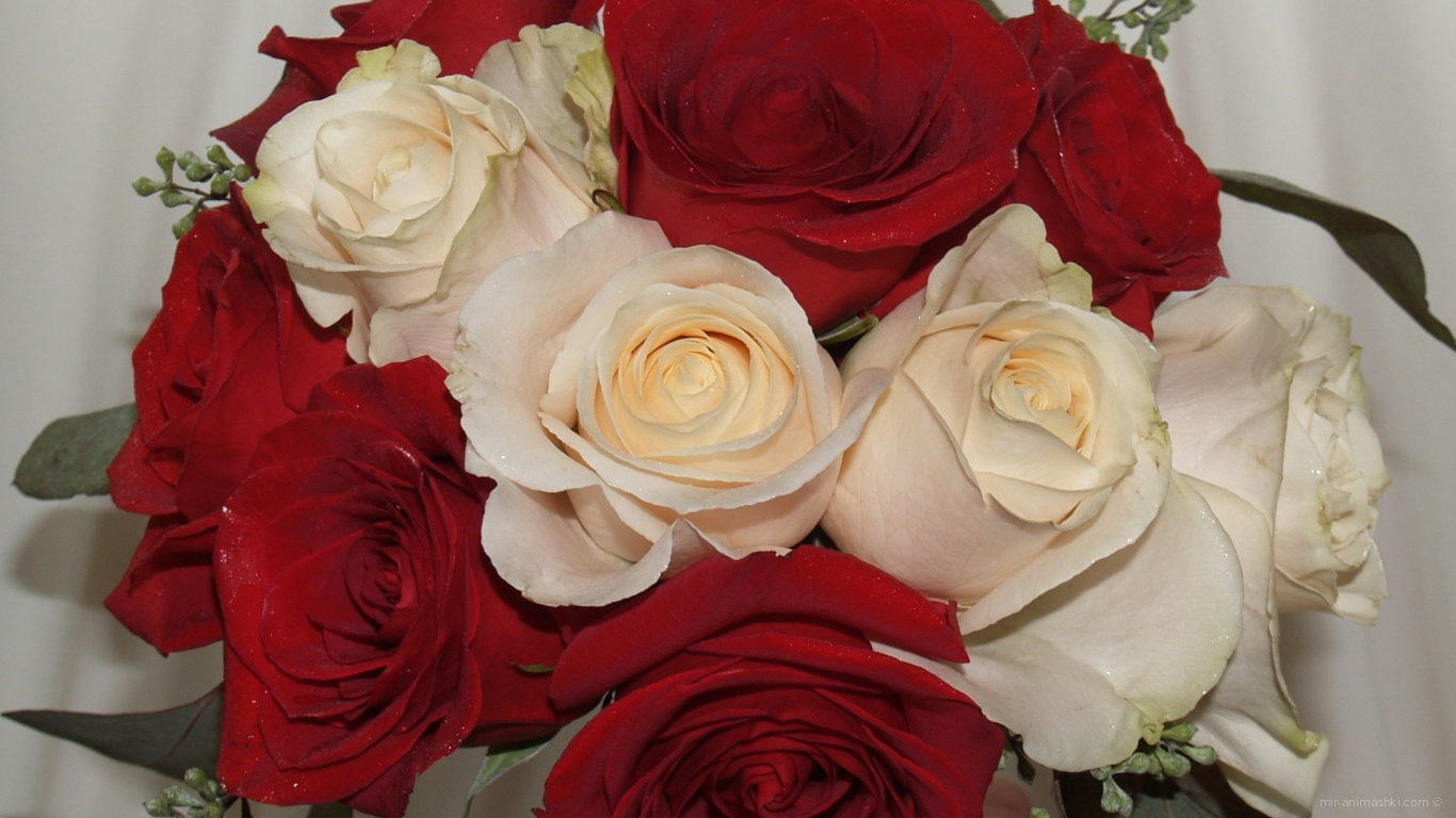 Красные розы на 8 марта с белыми розами - C 8 марта поздравительные картинки