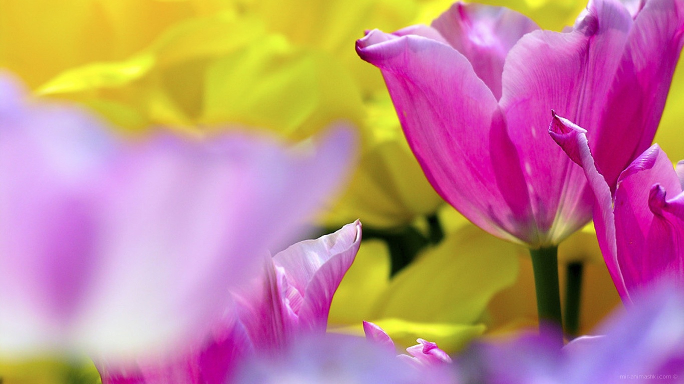 Нежный тюльпан в подарок на 8 марта - C 8 марта поздравительные картинки