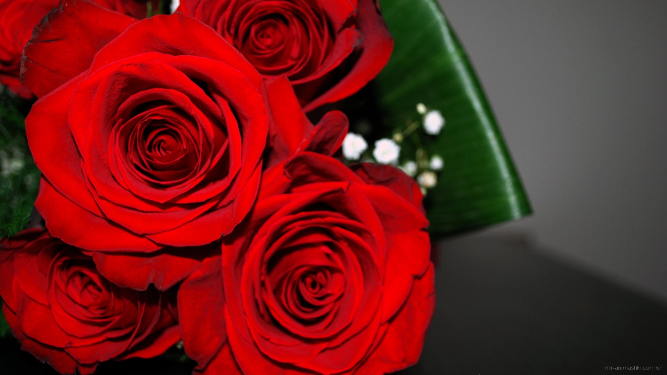 Красные розы на 8 марта с зелеными листьями - C 8 марта поздравительные картинки