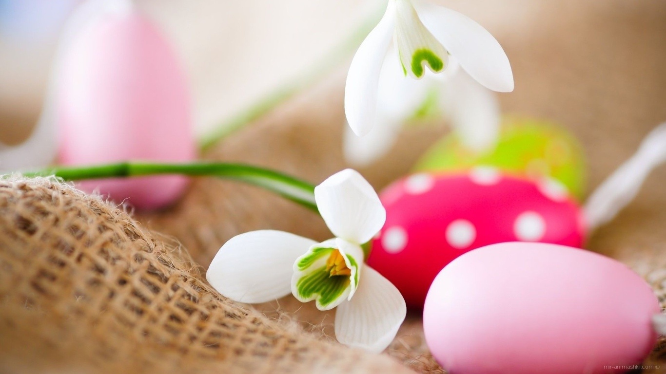 Белые цветы и яйца на Пасху - C Пасхой поздравительные картинки