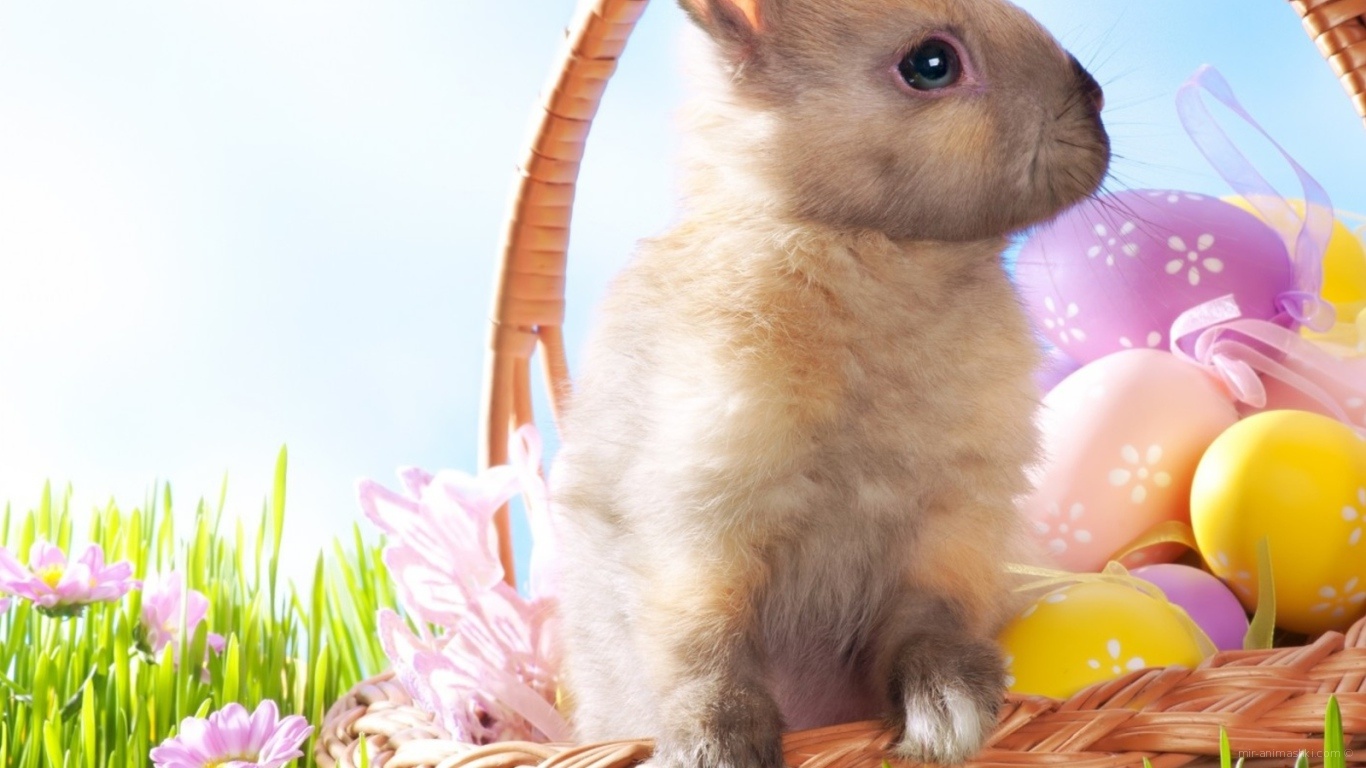 Кролик в корзине на Пасху - C Пасхой поздравительные картинки