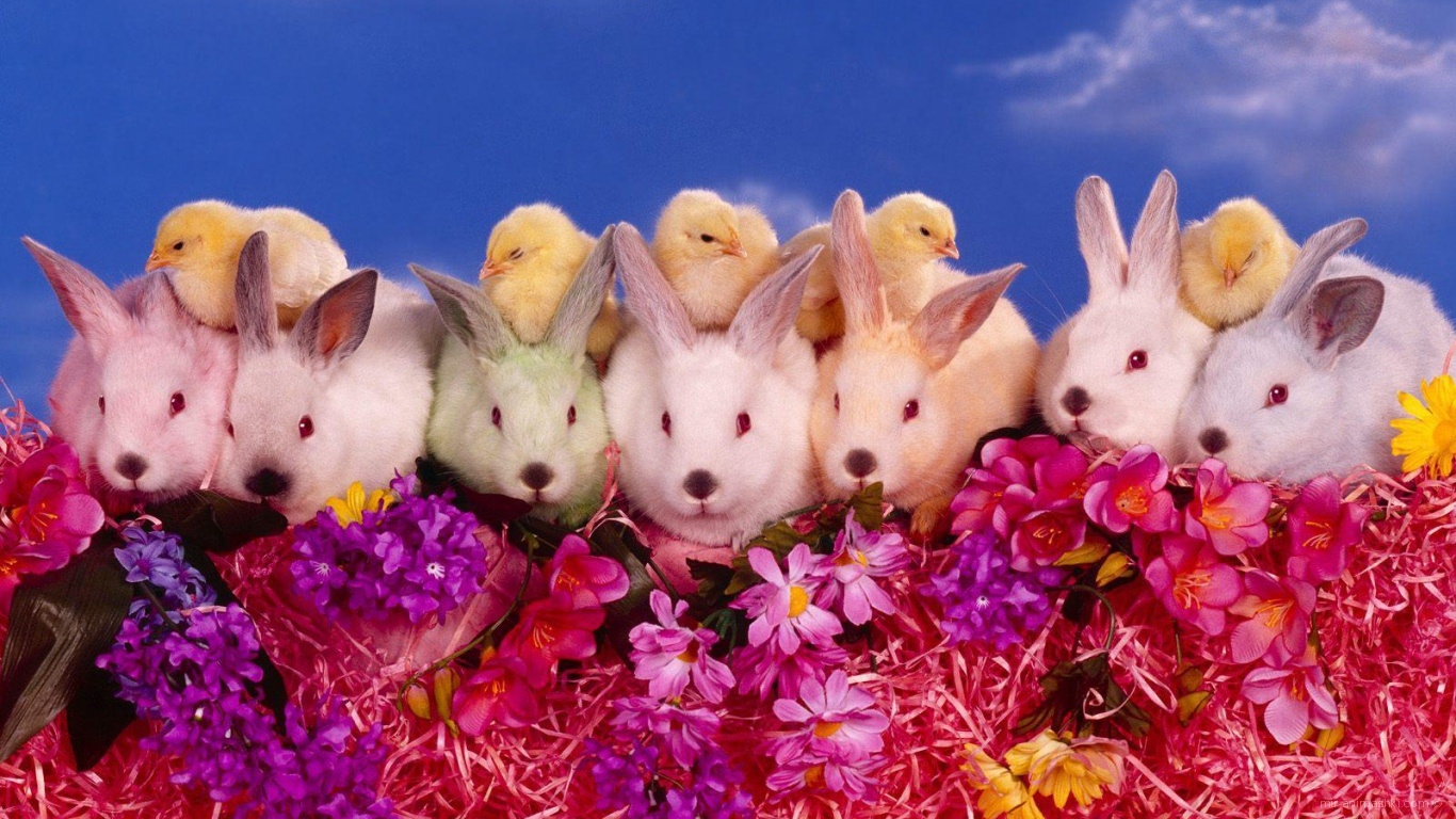 Цыплята и кролики на Пасху - C Пасхой поздравительные картинки