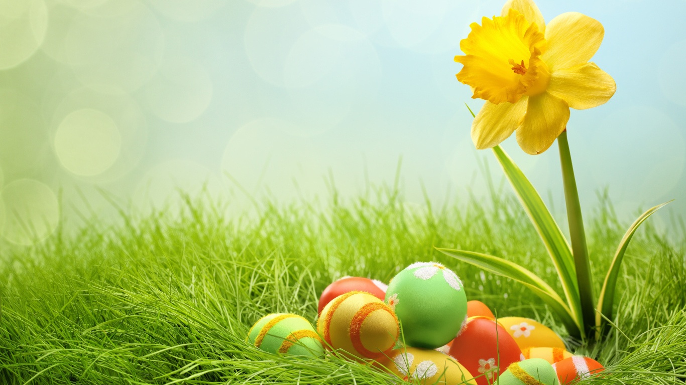 Яйца и желтый цветок на Пасху - C Пасхой поздравительные картинки