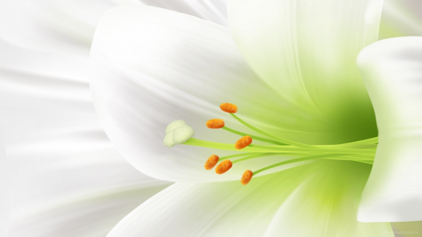 Пасхальный цветок - C Пасхой поздравительные картинки
