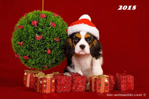 Новогодние открытки с собакой 2018 - C Новым годом 2022 поздравительные картинки