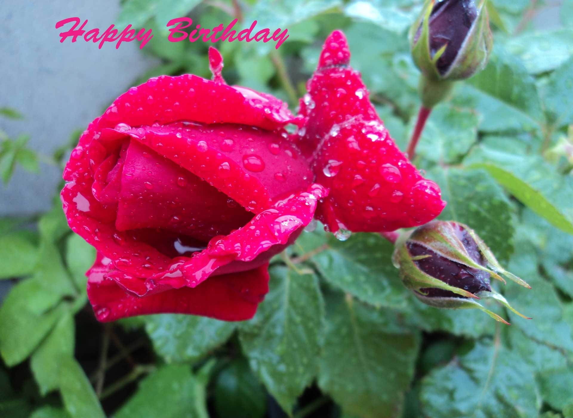 Роза с днем рождения - С Днем Рождения поздравительные картинки