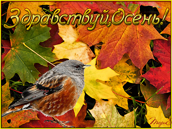 Осенняя анимация,птицы,осень~Анимационные блестящие открытки GIF