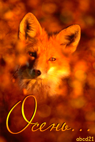 Осень – Рыжая лиса - Осень открытки и картинки