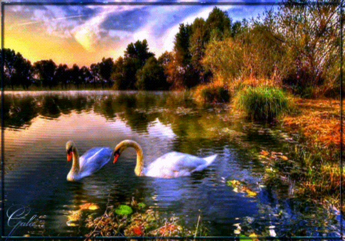 Два белые лебеди~Анимационные блестящие открытки GIF